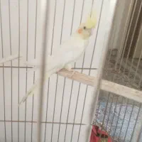 عروس هلندی