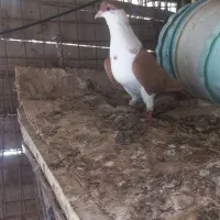 ماده کلاغ زرد