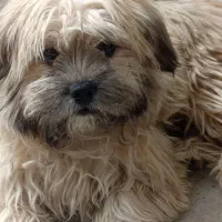 سگ شیتزو|سگ|فسا, |دیوار