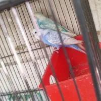 پنج جفت مرغ عشق رنگین‌کمانی با تخم جوجه و وسایل