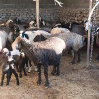 میش بره دار