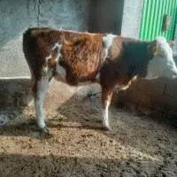 گوساله سیمینتال|حیوانات مزرعه|گنبد کاووس, |دیوار