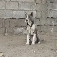 سگ پیت بول ماده