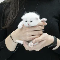 گربه بریتیش white|گربه|تهران, میرداماد|دیوار