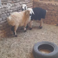 دوتا بره ماده ترکی سبک شیرمست  ۲۹کیلویی