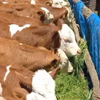 سمینتال خلوص بالا گوساله سبک وزن پرواری|حیوانات مزرعه|بندر ترکمن, |دیوار