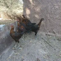 جوجه لاری افغان