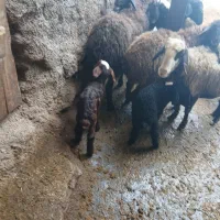 حیوانات مزرعه|حیوانات مزرعه|آوج, |دیوار