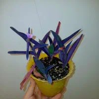 گل طبیعی|گل و گیاه طبیعی|شاهرود, |دیوار