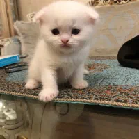 توله گربه اسکاتیش