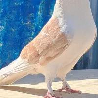 کفتر یاکبوتر