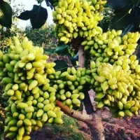 دیرگلترین نهال در نوین نهال آرش