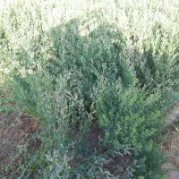 فروش یک تن یونجه