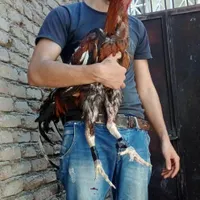 خروس لاری جوجه لاری