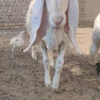 گوسفند ماده آبست ویک بره کابور|حیوانات مزرعه|زابل, |دیوار