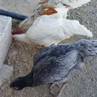 تخم مرغ لاری|حیوانات مزرعه|دهگلان, |دیوار