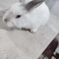 خرگوش|موش و خرگوش|ارومیه, |دیوار