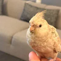 عروس هلندی گمشده|حیوانات|بندرعباس, |دیوار