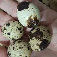 تخم بلدرچین ارگانیک نطفه دار