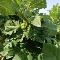 باغ انجیر میمند