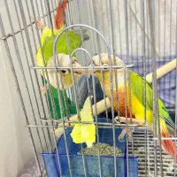 طوطی گرینچیک