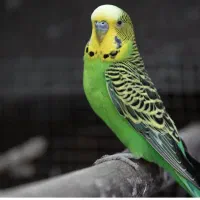 عروس هلندی پیدا شده