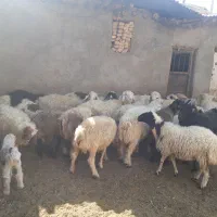 فروش بره ۱۴راس ۹تانر۵راس ماده قیمت ۳۶۰