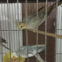 عروس هلندی ۳ عدد بالغ