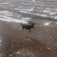 واگذاری حیوان خونگی نگهبان