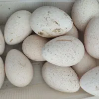 تخم بوقلمون نطفه دار