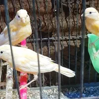 پرنده|پرنده|زابل, |دیوار