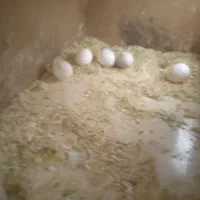 عروس هلندی(به ضمانت تخم و جوجه) باقیمت بسیار مناسب