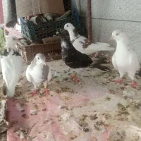 کبوتر