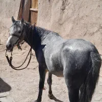 اسب نر ۳ساله بسیار آرام وخوش رکاب رنگی منحصر بفرد