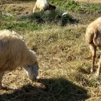 ۴ راس گوسفند مغانی دامازدق|حیوانات مزرعه|کوراییم, |دیوار