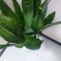 گل طبیعی|گل و گیاه طبیعی|کرمانشاه, |دیوار