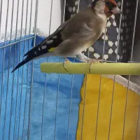 سهره چهارگل نر ۳سال قفس|پرنده|مشهد, شهید بصیر|دیوار