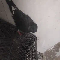 کبوتر