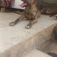 سگ افغان