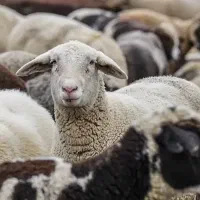 دام برای عروسی تولد عقیقه گوشت خونه کربلایی