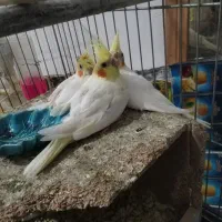 عروس هلندی جوجه بایه نر