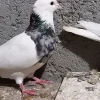 کلفه هردونر