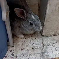 خرگوش
