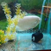 گورامی جاینت اسفراناموس