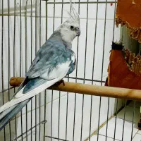 عروس هلندی وایت فیس