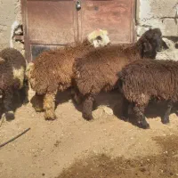 فروش ۴عدد بره