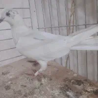 کبوتر پرشی|پرنده|قم, جمکران|دیوار