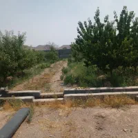 باغ در علویجه|فروش زمین و ملک کلنگی|دهق, |دیوار