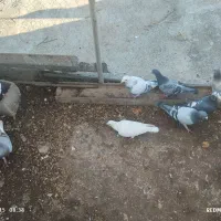 کبوتر یا کفتر