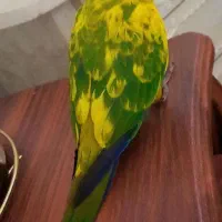 طوطی خورشیدی دستی باهوش رام|پرنده|محمدیه-قزوین, |دیوار